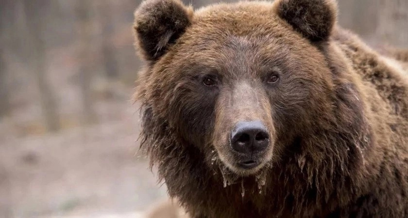 В Омутнинском районе заметили медведя: 4 года назад хищник там же съел мужчину