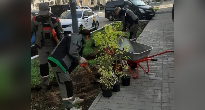 На центральных улицах Кирова высаживают кустарники и деревья