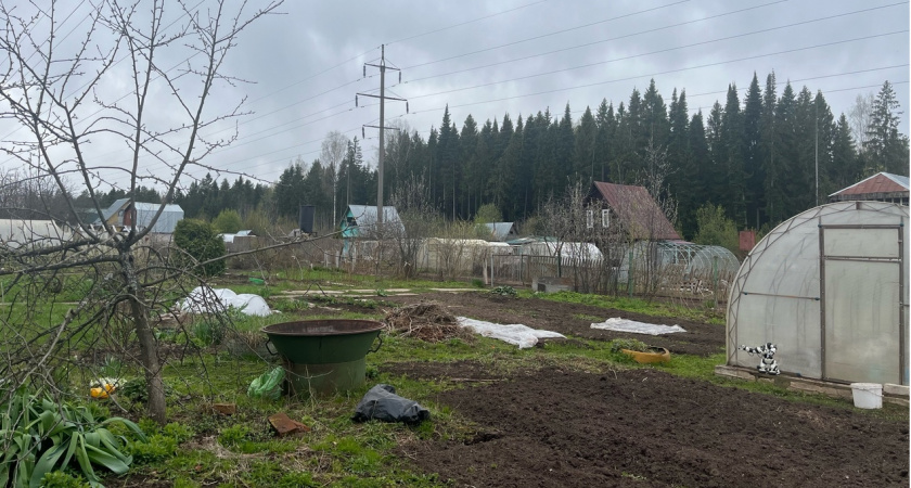 Эта недорогая крупа превратит бетонную почву в мягкий чернозем: простейшее чудо-средство