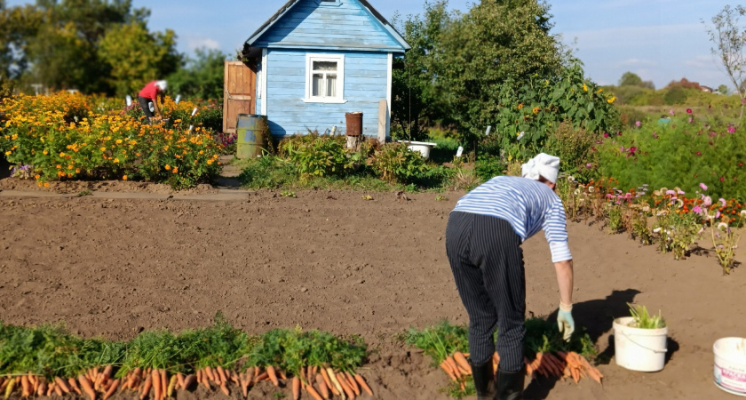 Раскидайте эти крупы с 8 по 12 октября по грядкам - весной даже каменная земля станет мягкой