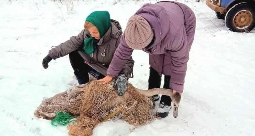 Глава минприроды области Тимур Абашев просит кировчан не спасать лебедей