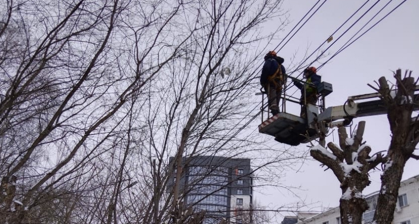 В Кирове омолаживают деревья  