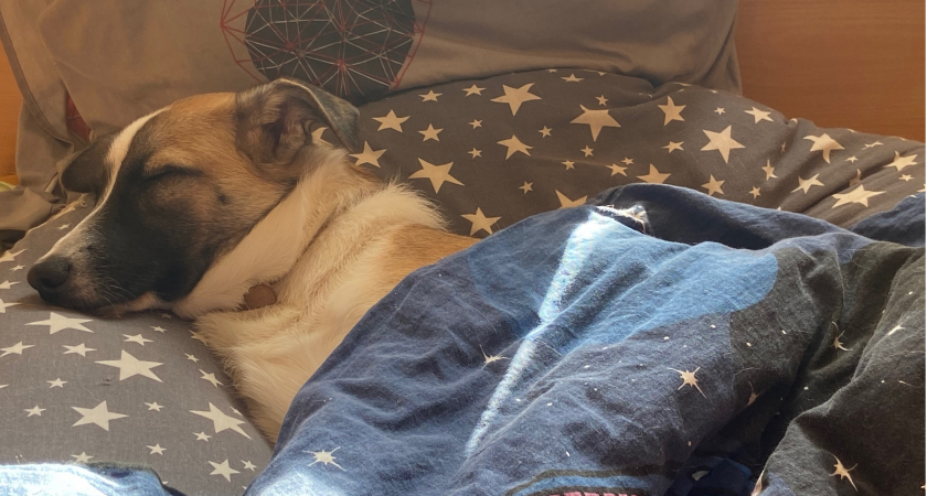 Идеальны для особо чувствительных людей: 5 пород собак, которые не пахнут "псиной"