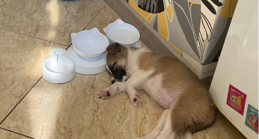 Владельцев собак штрафуют на 3 000 рублей в январе - вот за что