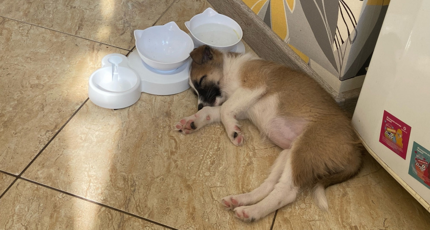 Идеально подходят особо чувствительным владельцам: 5 пород собак, от которых не пахнет "псиной"