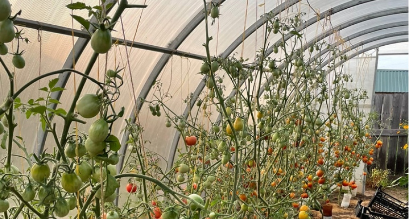 Не кусты, а "джунгли" из томатов: все увешаны красными сладкими плодами — идеальны для консервирования