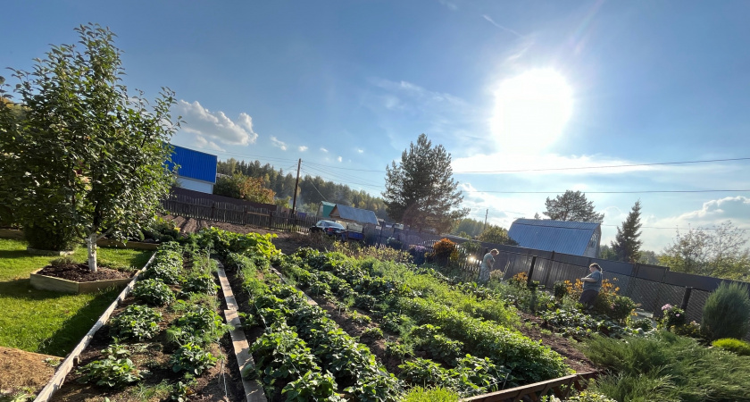 Каким будет лето 2025 после аномально теплой зимы: эксперты сообщили, к чему готовиться садоводам