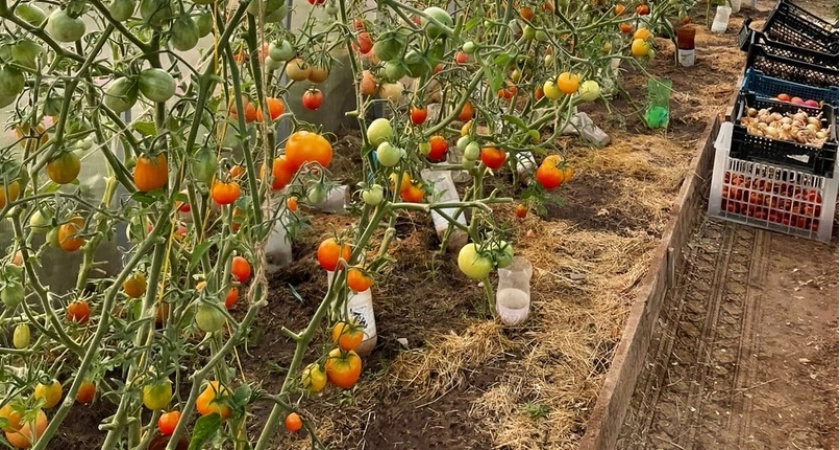 С трех кустов - ванна томатов: этот приземистый гибрид щедро осыпет все вокруг помидорами даже в короткое лето