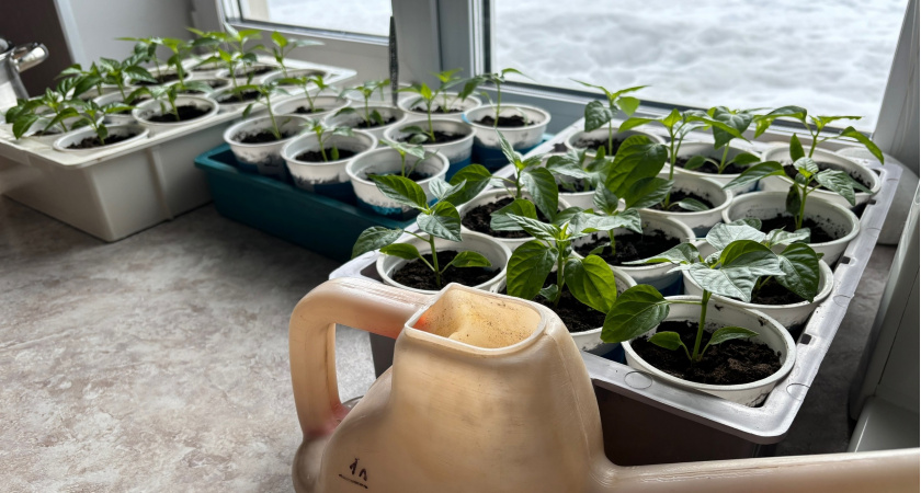 Записывайте точные даты посева овощей на рассаду - эксперты рассказали, как получить богатый урожай в 2025 году