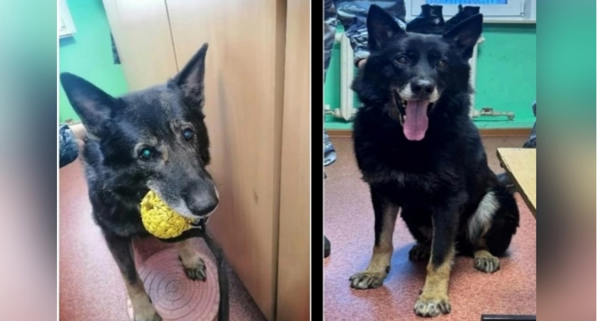 В Кирове полицейские собаки Зевс и Зингер ищут новых хозяев