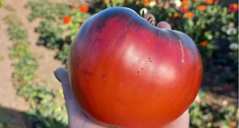 "Разноцветные, экзотические": жительница Малмыжского района собрала коллекцию, включающую 300 разновидностей томатов