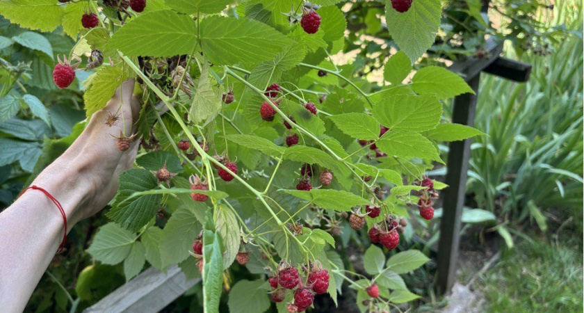 Отвар из этой крупы лью в малинник — ягоды слаще меда, кусты плодоносят до конца лета