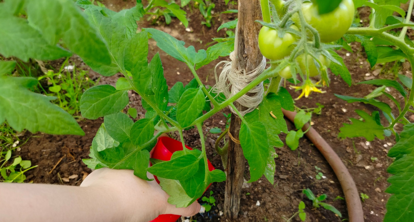 Перец начал всходить? Тут же полейте его этим раствором - одна чайная ложка под куст вместо воды