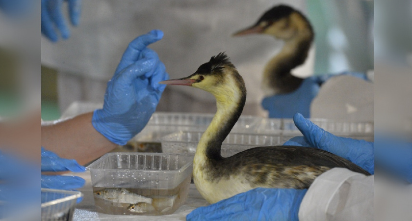 ВТБ направит 25 млн рублей на устранение последствий разлива мазута в Керченском проливе