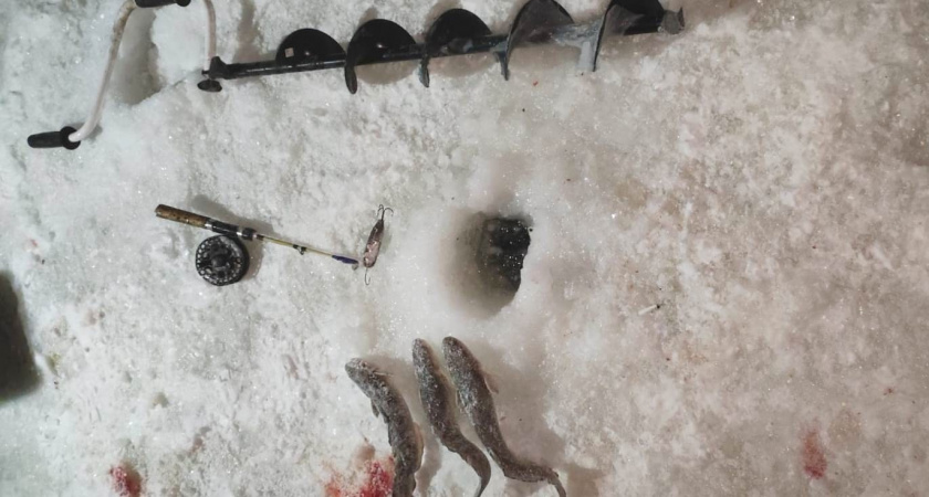 Трем кировчанам грозит колония за вылов из Вятки 11 рыб