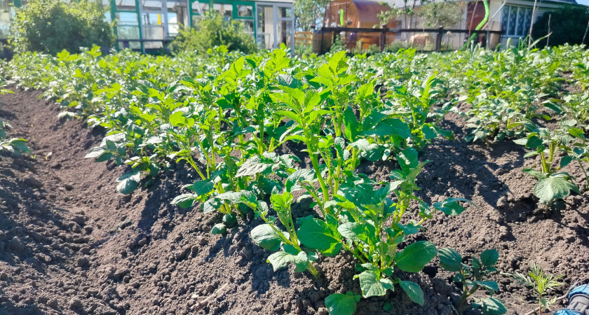 Аномальная жара в марте изменит сроки урожая: когда лучше сажать помидоры и картошку - список дат