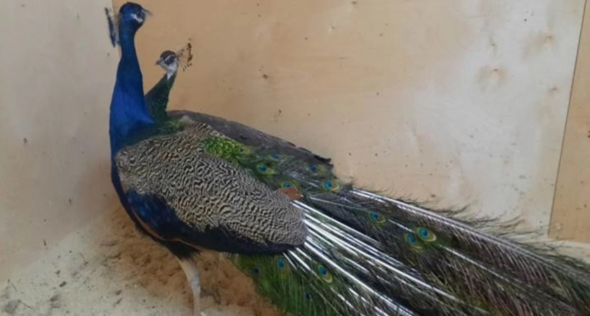 Ветеринары привили от инфекций павлинов, живущих в кировской психбольнице