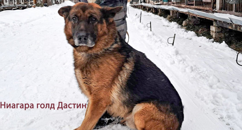 Собаки-ветераны ФСИН России ищут новых хозяев в Кировской области