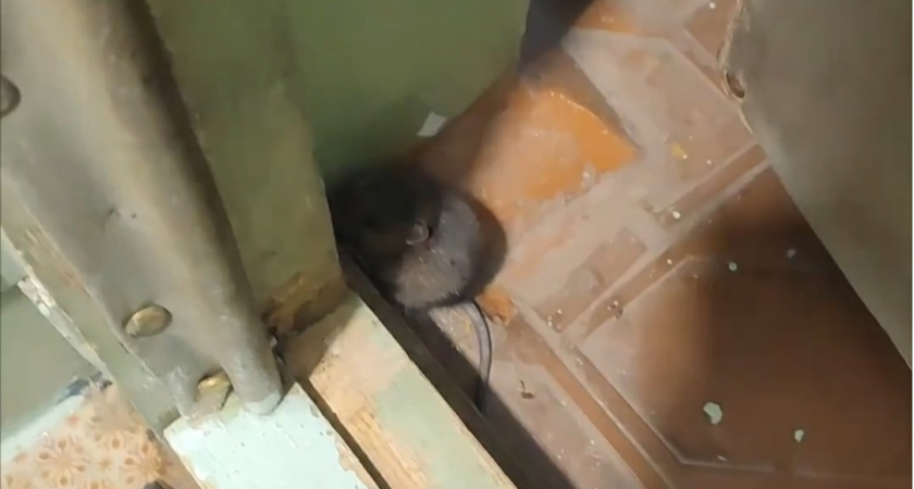 "В подъезде лежала мертвая мышь": кировчанка получила необычный подарок на 8 Марта 