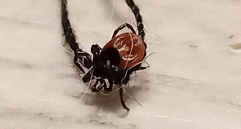 За неделю клещи покусали больше 40 человек в Кировской области 