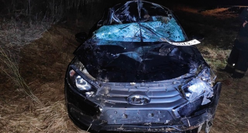 Выбежавший на дорогу лось смял легковушку в Яранском районе: двое травмированы