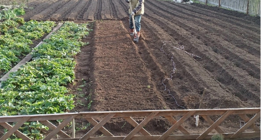 Навоз больше не покупаю: в мае кидаю на грядки такой порошок - томаты и картошка растут гроздьями