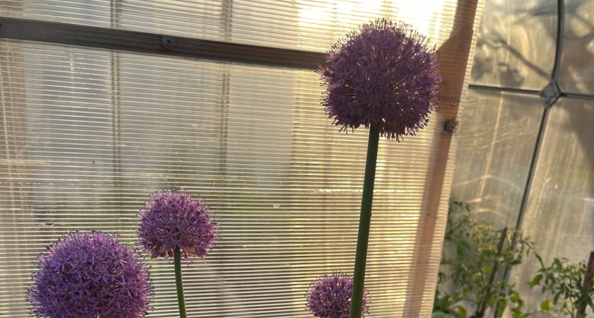 Чеснок в мае умоляет о помощи - вношу простую подкормку для богатого урожая и бед не знаю