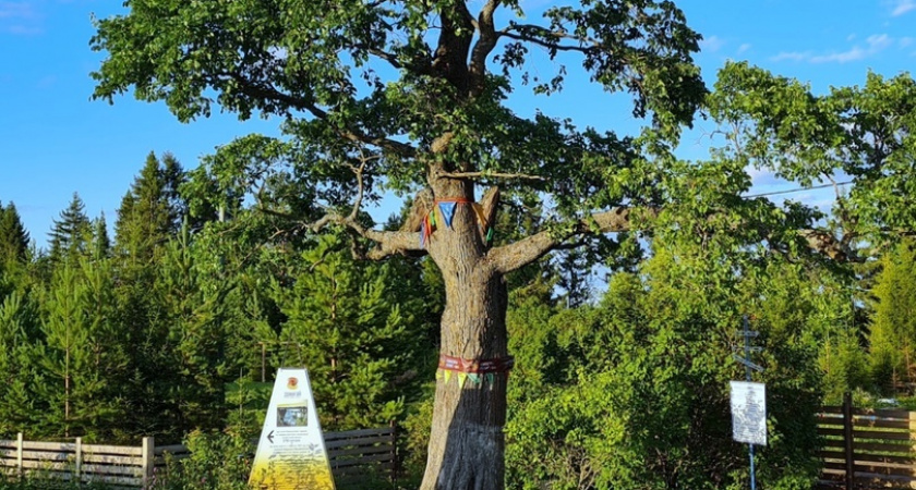 Вяз из Слободского района представлен на Всероссийский конкурс "Российское дерево года - 2025"