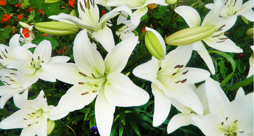 В мае лилии - обязательно: 1 ложка на 10 л - и изящные цветы вытягиваются на глазах