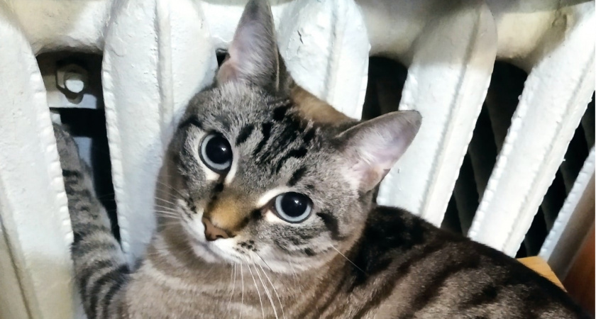 Сразу после отключения отопления - штраф в 1500 рублей для собственников квартир с батареей