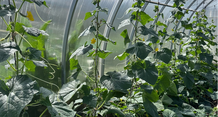 Всегда сажаю огурцы в пакет - урожай всходит уже в мае: соседи таращат глаза от удивления