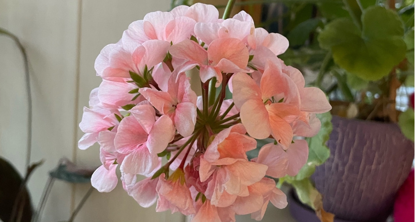 Крошку в горшок - и герань как новенькая: листва не желтеет, а бутоны лезут даже на молодых черенках