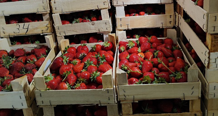 4,4 тонны кыргызской клубники окажутся на прилавках магазинов Кировской области