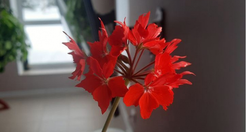 1 укольчик для ленивого растения — и герань цветет пышными шапками: знакомая подсказала хитрый трюк с булавкой