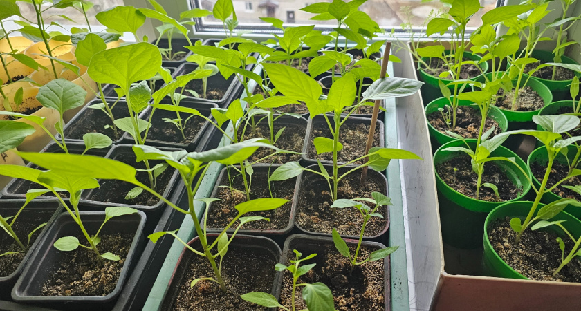 Что положить в лунку при высадке перца в грунт, чтобы он быстрее тронулся в рост и порадовал щедрым урожаем