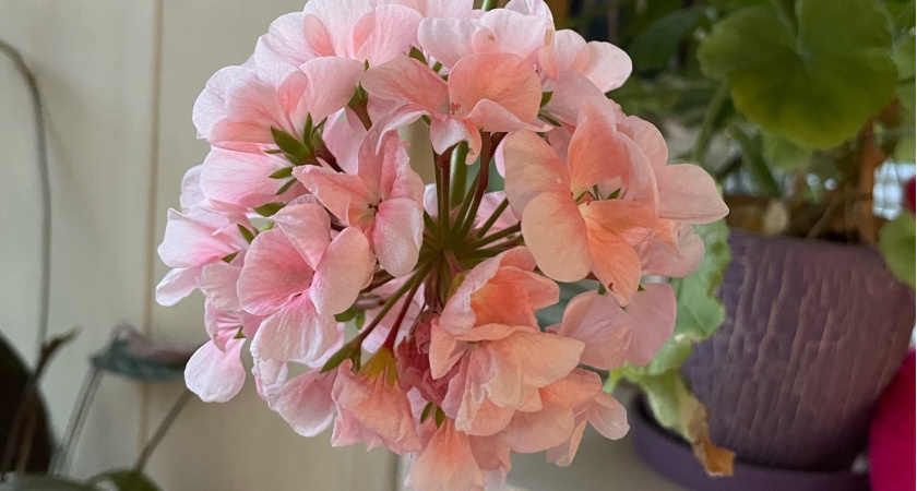 2 ложки сока под цветок – и шапки герани стали пышнее кудрей Пушкина: смешиваем и поливаем