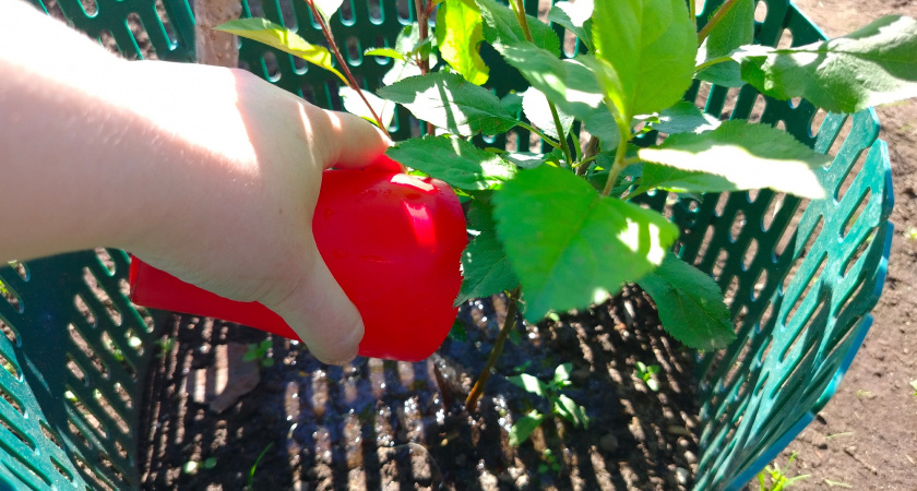 Ложка дешевой крупы из магазина - и земля будет плодороднее: почва станет жирнее, чем после тонны навоза