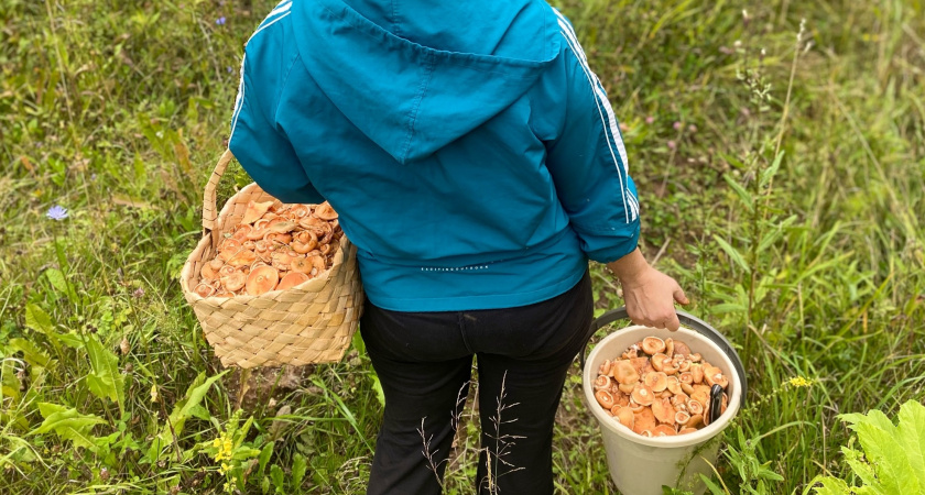Ученые определили самый полезный гриб: не шампиньоны, не вешенки и в 2 раза полезнее лисичек