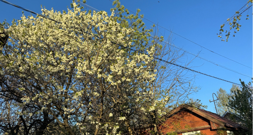 Фруктовые деревья на дачном участке теперь строго запрещены: придется спиливать