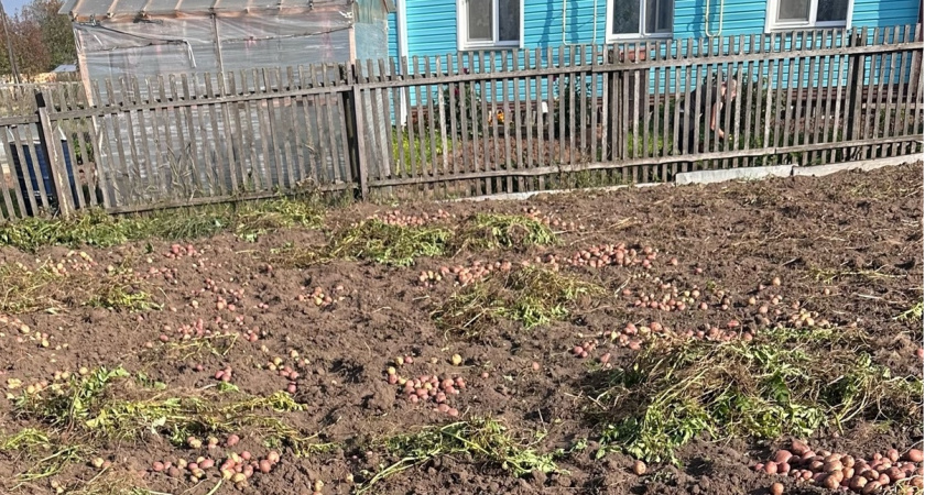 При посадке картофеля - обязательно: сыплю в лунки эту муку - урожай всегда выходит отменный