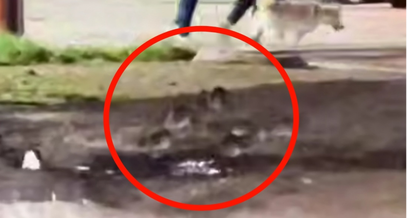 Кировчане жалуются на большое количество крыс на перекрестке Московской и Менделеева: ситуацию поставили на контроль