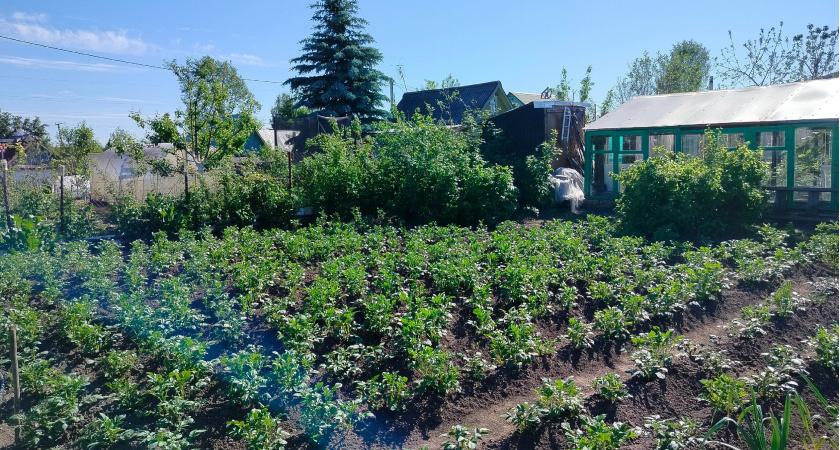 Россиян лишат "второго хлеба" - за посадку картошки на участке будут нещадно штрафовать