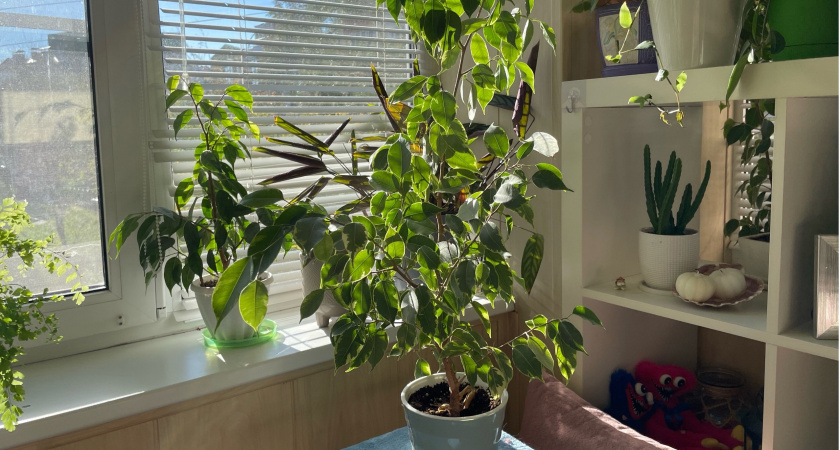 Делаем это в мае – и фикус Бенджамина крепче баобаба: листья перестанут опадать и желтеть