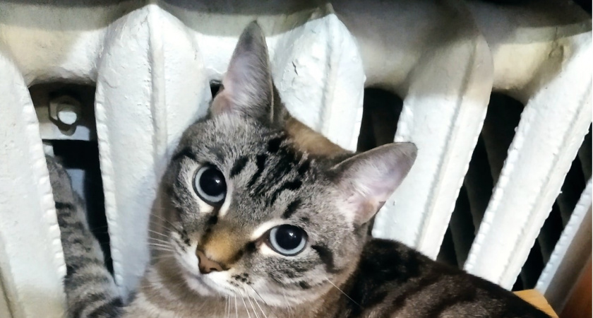 Указ подписан — ждите "гостей": с 1 июня штраф 15 000 рублей для всех, у кого установлены радиаторы отопления в квартирах