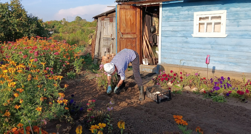 Сыпьте в начале июня - урожай утроится без лишних затрат: замена навозу - работает даже на самых бедных почвах