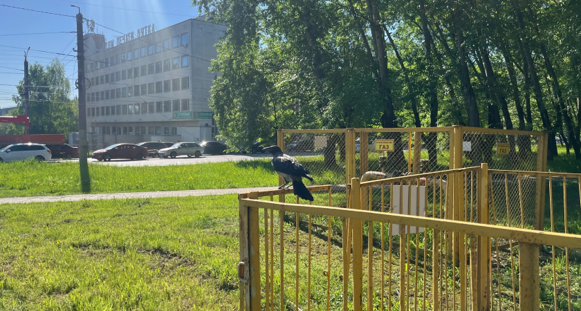 "Птица клюнула в затылок, еле палкой отогнала": в центре Кирова на женщину напала ворона