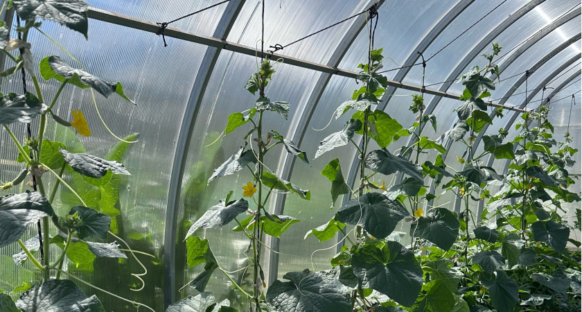 Теперь всегда так подвязываю огурцы: идею подглядела у местного фермера