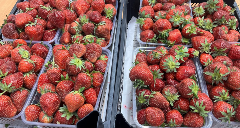 По 3 ведра клубники с куста: вот чем подкармливаю ягоды в конце мая для жирного и сахарного урожая