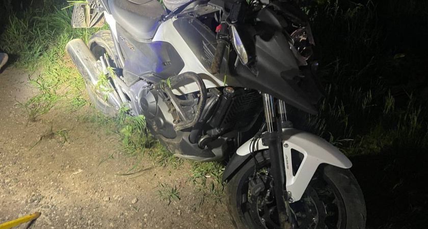 В пригороде Кирова лось попал под мотоцикл: животное погибло, водитель пострадал