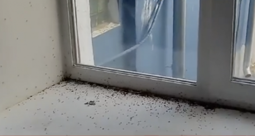 Кировчан избавили от скопления мух-бабочниц в доме спустя год мучений